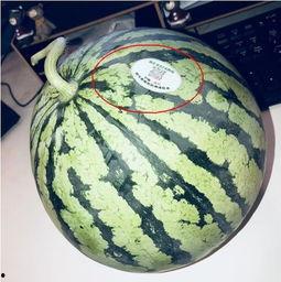 郑州网红吃瓜,揭秘幕后故事与热门话题